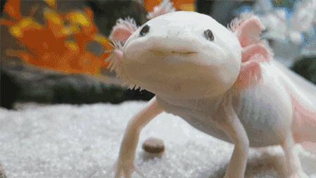 把自己玩成濒危的物种,把自己玩成了濒危动物