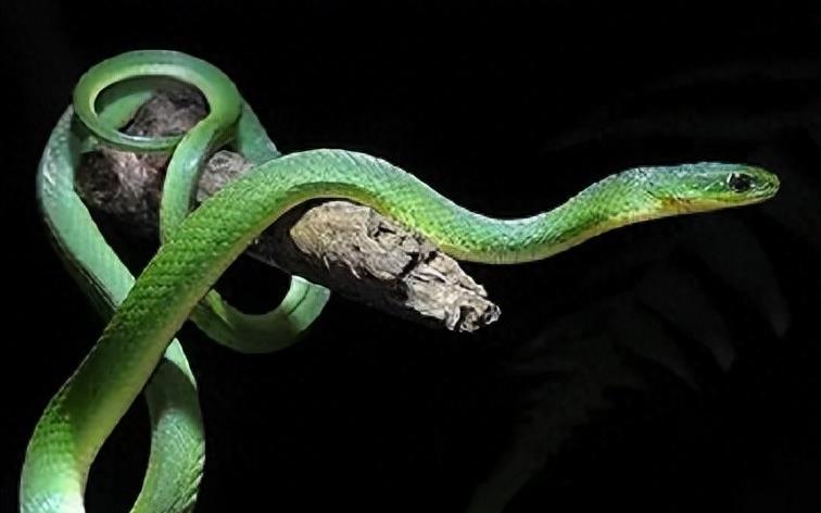 “蛇灭门”到底有多神奇？揭秘老人口中的杀蛇神器！