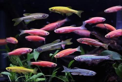 魔鬼刀鱼适合新手养吗,特别适合新手养的鱼