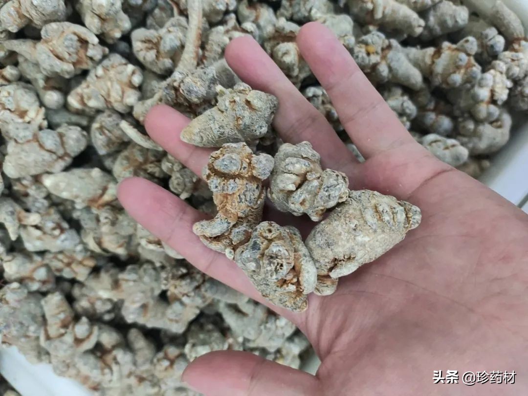 12月23日中药材市场快讯：三七、红景天、白茅根、猫爪草、菟丝子