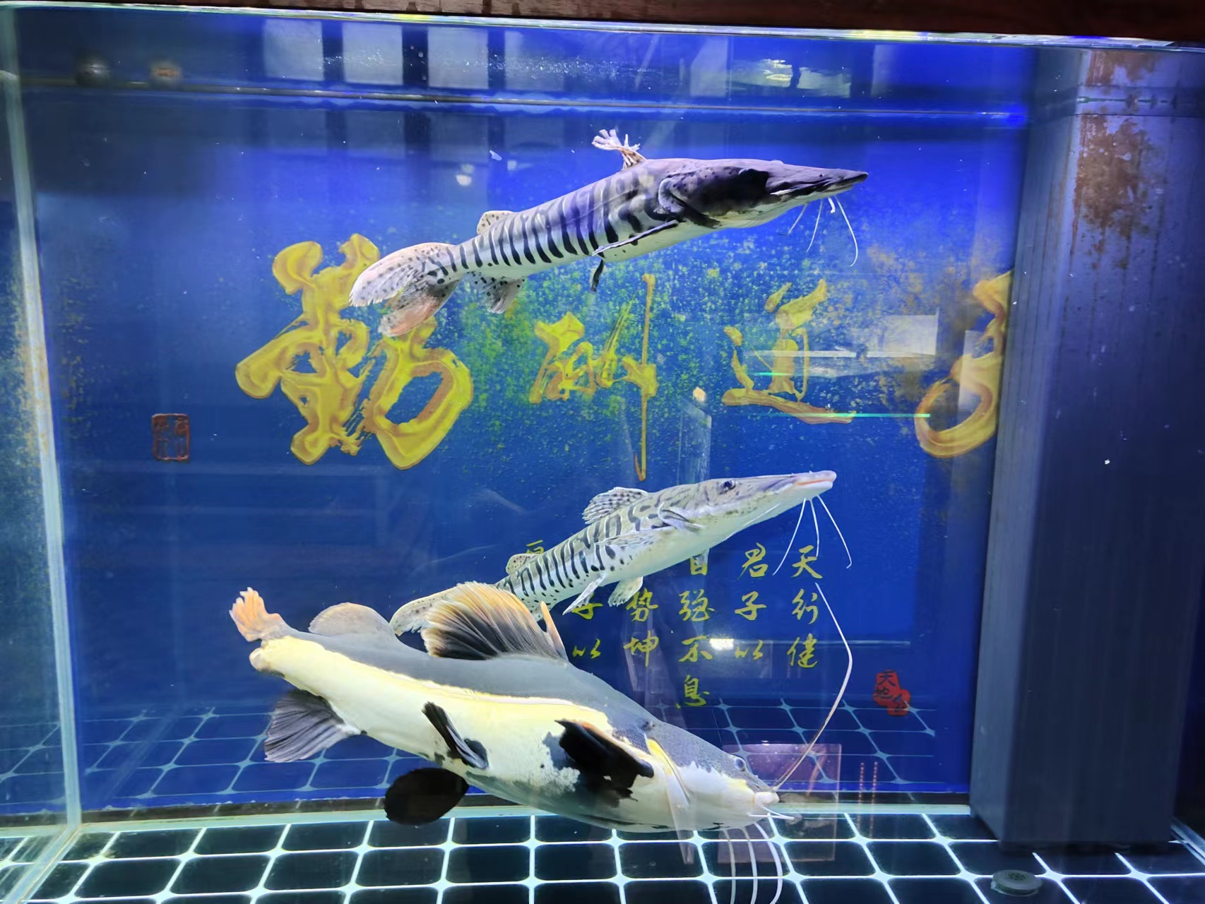 氨氮超标硝化细菌会死吗,水体发白该不该加硝化细菌