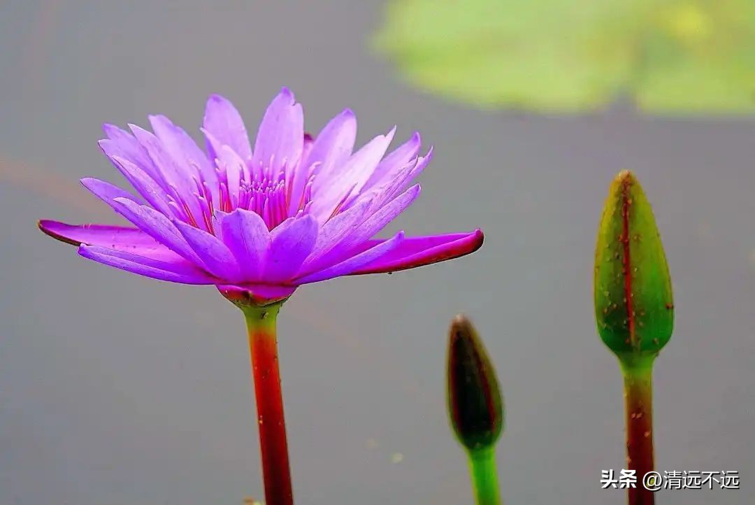 清远这里九品香莲花飘香离市区仅15分钟车程新鲜采摘泡茶美容养颜
