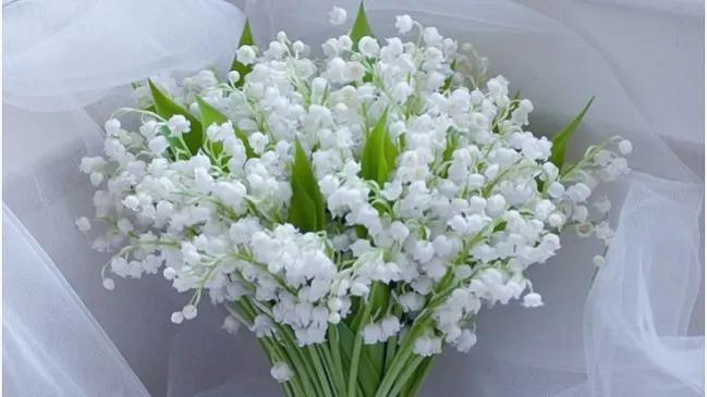 你喜欢的花的花语又是什么,你最喜欢哪朵花的花语