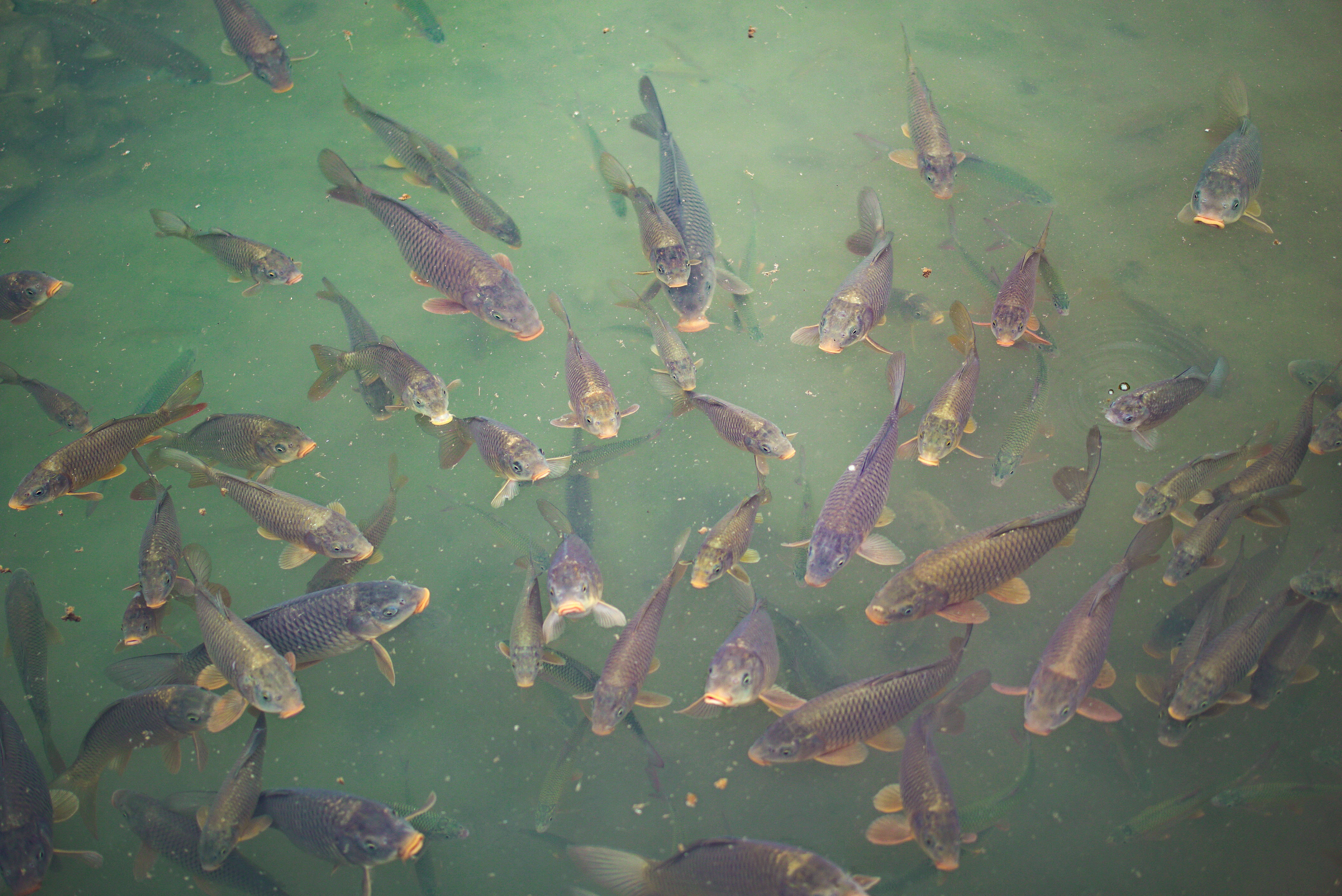 荔波小七孔风景区被称为什么,荔波小七孔小九寨瀑布