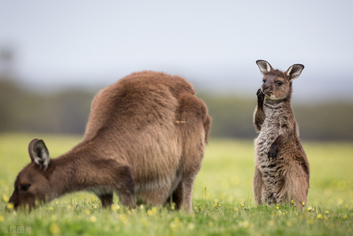 澳大利亚农村生活真实现状,澳大利亚真实现状