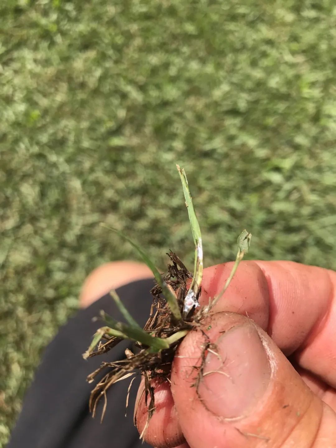 什么植物最爱招蚧壳虫,蚧壳虫会把绿植主干危害成啥样子