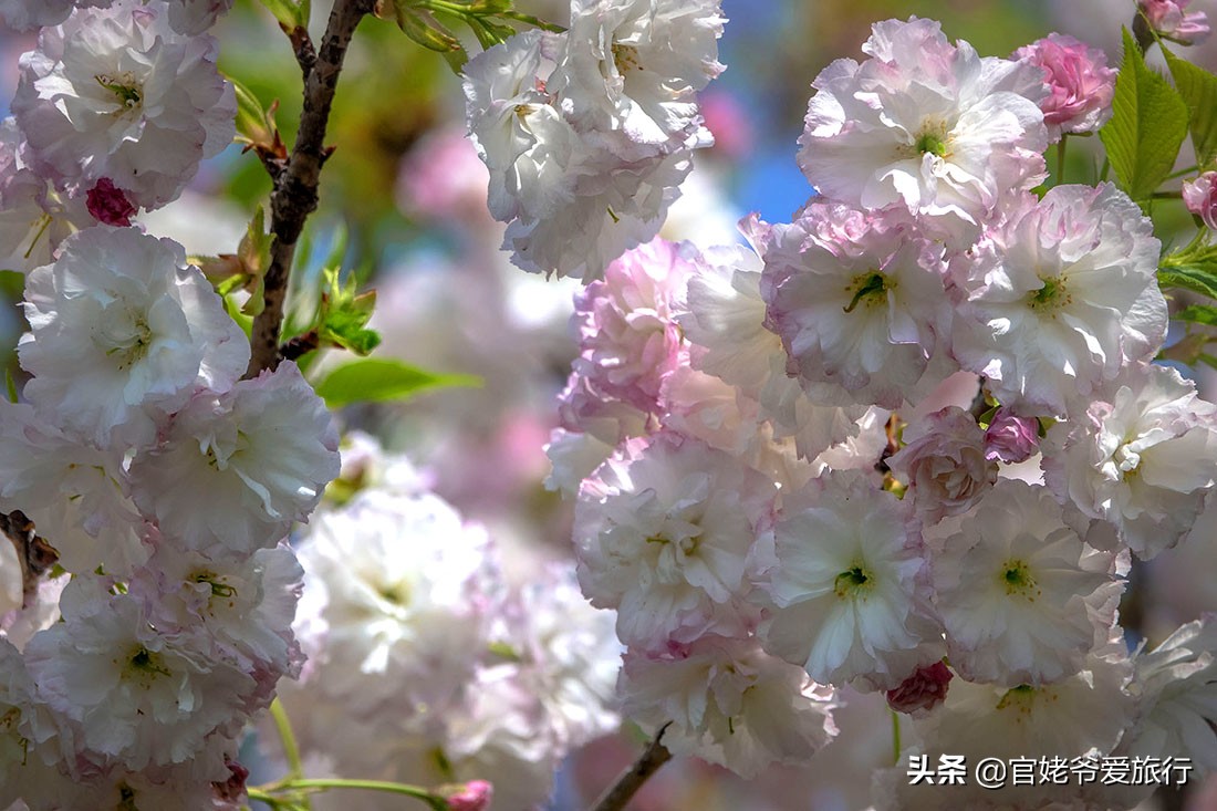 武汉黄陂茶谷风景区,武汉市黄陂区后花园