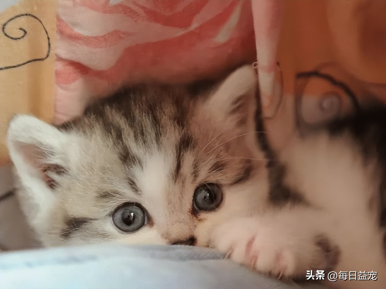 捡到一只小奶猫被家里狗咬死了,捡到小奶猫注意事项