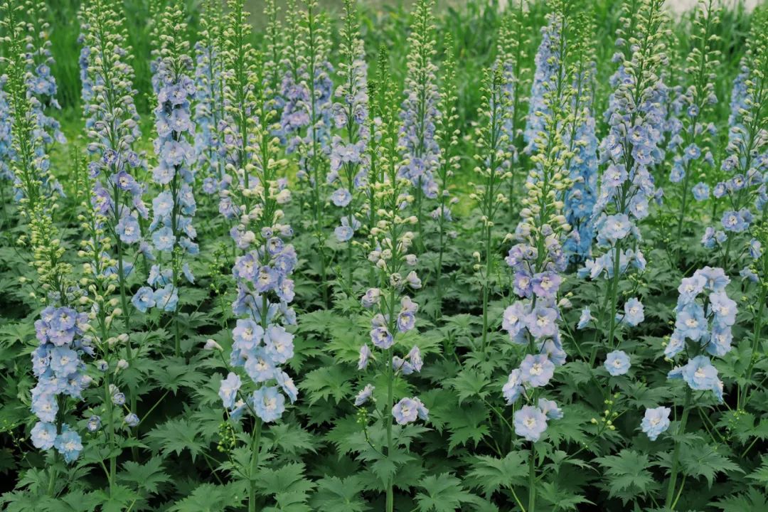 春天的潺潺溪水,春天的顶流