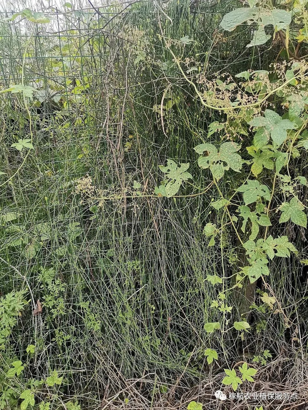 草甘膦这样复配，除草干净又彻底