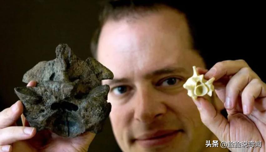 泰坦巨蟒和泰坦蟒是不是一个种类,泰坦蟒和其它的巨大蟒蛇