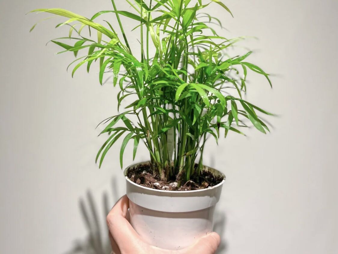 除甲醛最好植物盆景,除甲醛的植物有哪些啊