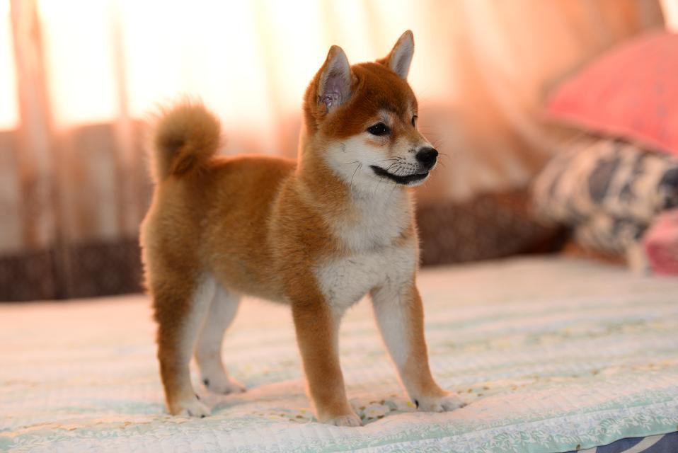 纯种柴犬大概多少钱一只,纯种柴犬价格多少钱一只