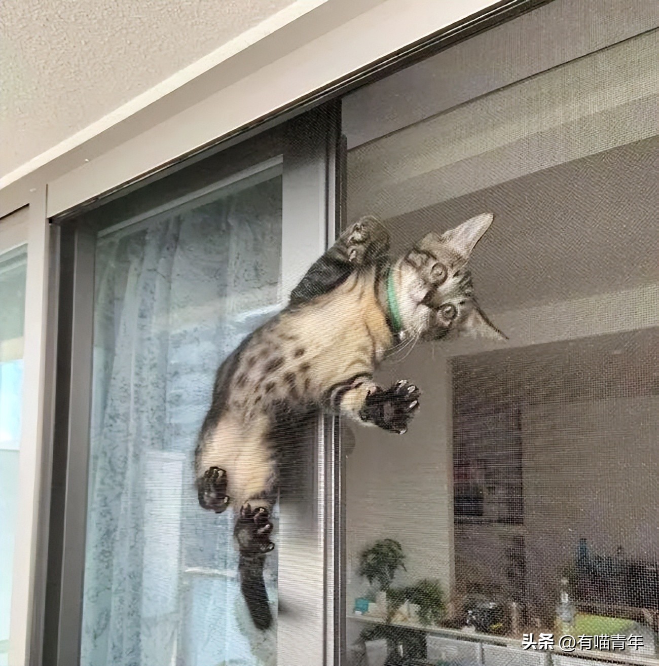 养猫有什么办法驱蚊子,养猫不可以用蚊香怎么驱蚊