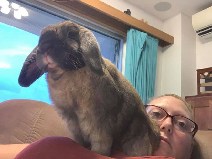 兔兔超可爱的真人照片,兔兔超可爱露脸照片