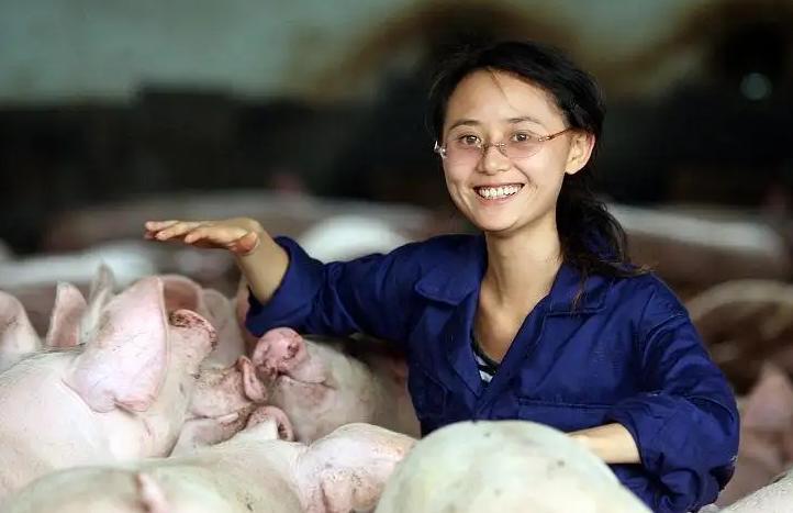 抢猪赚钱,抢猪最新视频