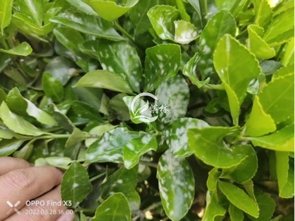 大叶黄杨白腐病,大叶黄杨白粉病怎么治理