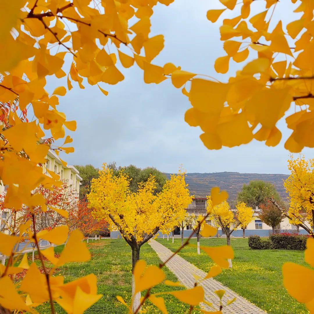 秋天军营风景,军营秋天