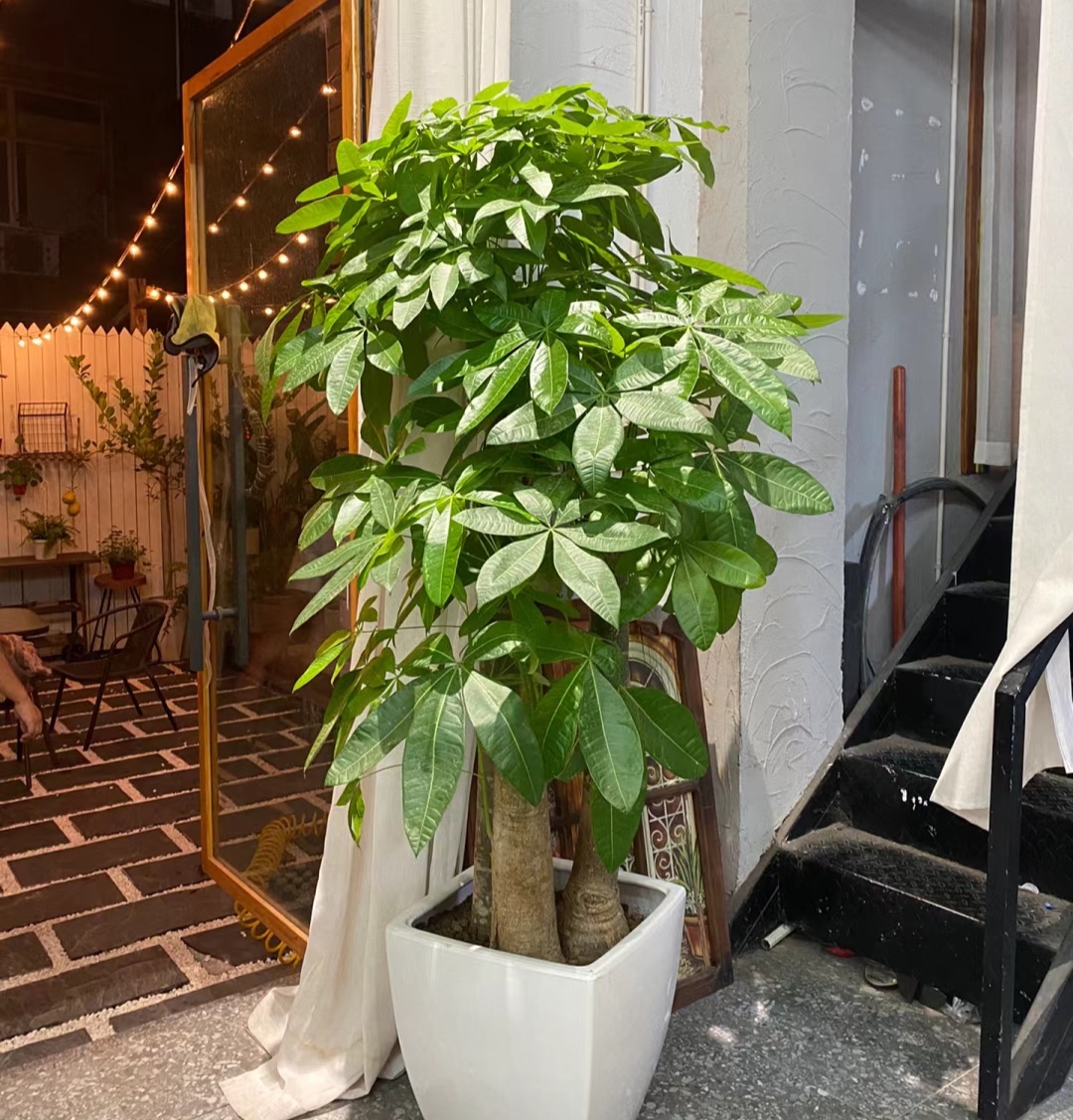 走霉运养什么花旺财运呢,养什么花好运气又旺财