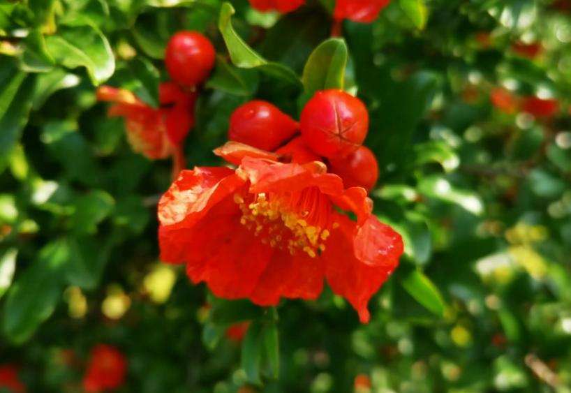 「诗词鉴赏」一撮生红熨不开，古诗词里的榴花，榴花红红映夏日