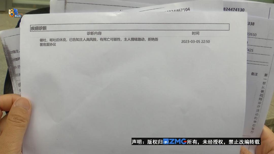 泰迪犬一旦出现这几个行为,泰迪犬能维持一个月吗