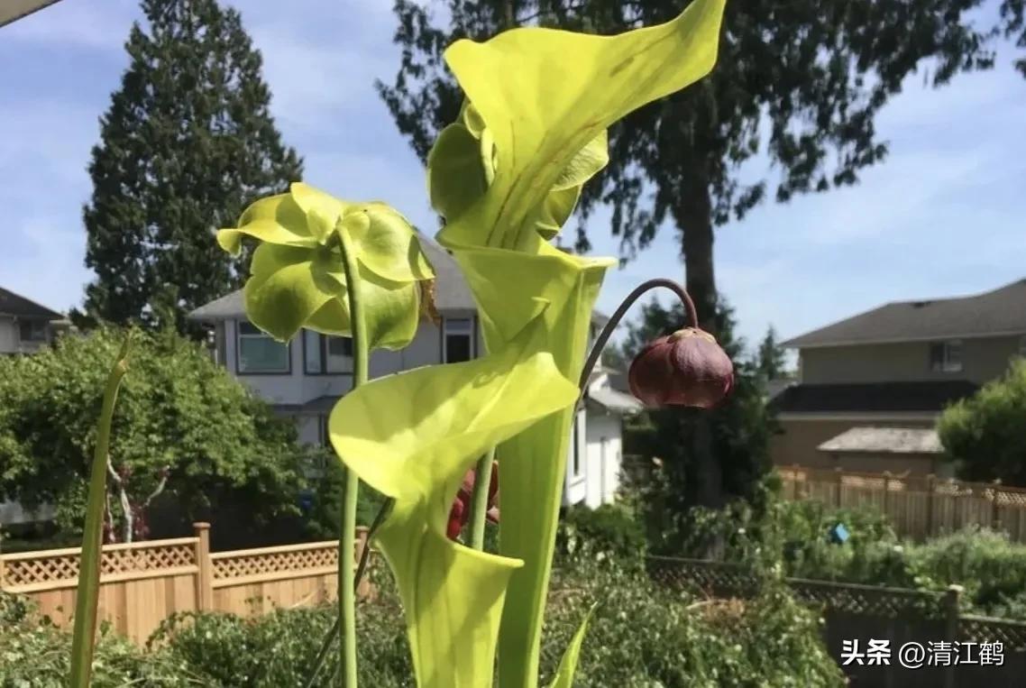 又好看又便宜的食虫植物,有什么推荐的食虫植物