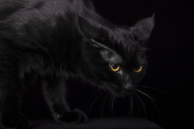 沙雕恐怖故事黑猫 (美国鬼故事黑猫)