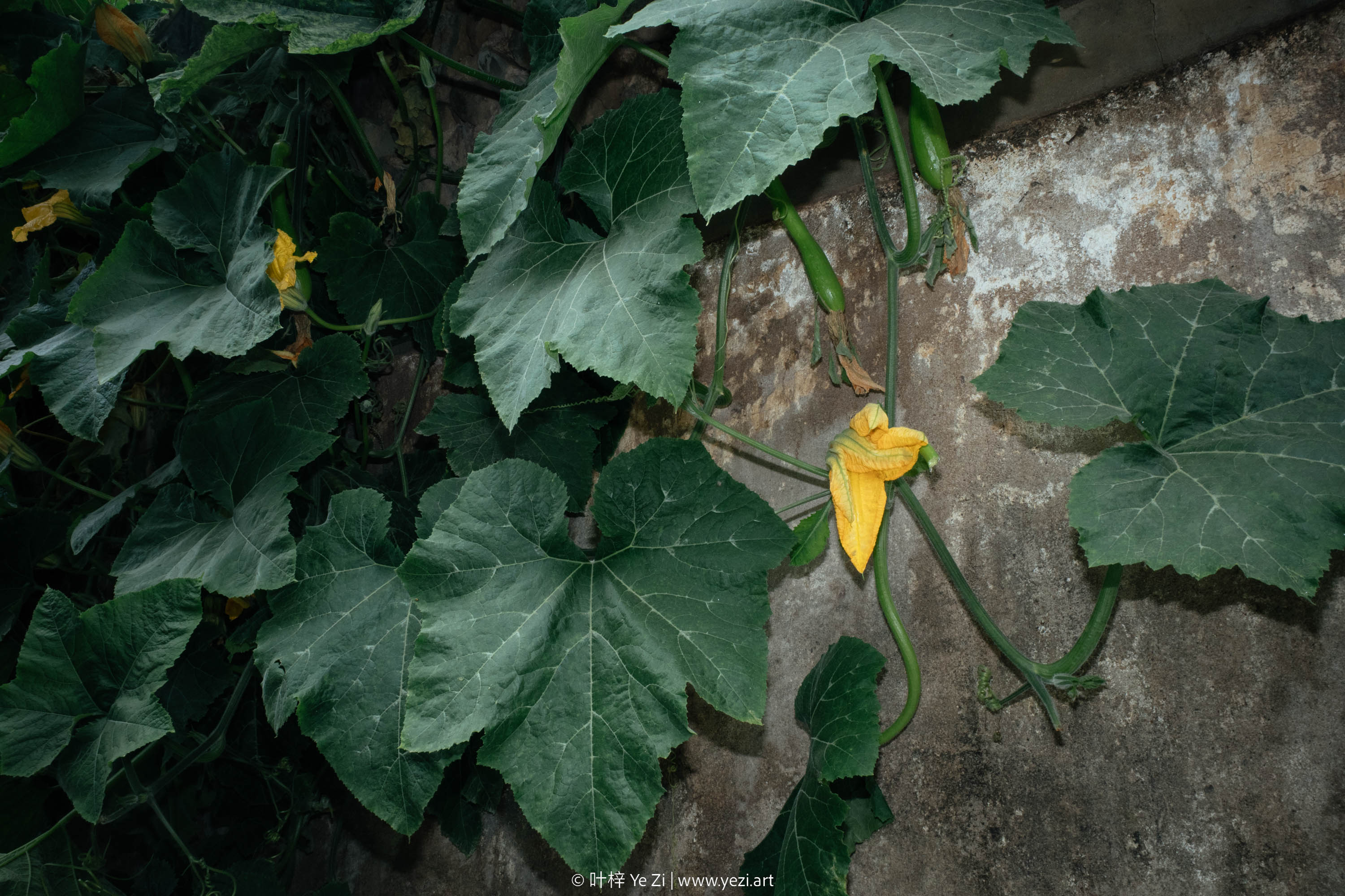 一起做个实验，看看你还能不能拍出“纯小白”的照片？