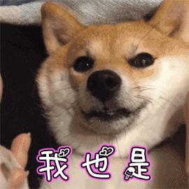 公狗的睾丸皮破了有生命危险吗,公狗只有一个蛋有什么危害