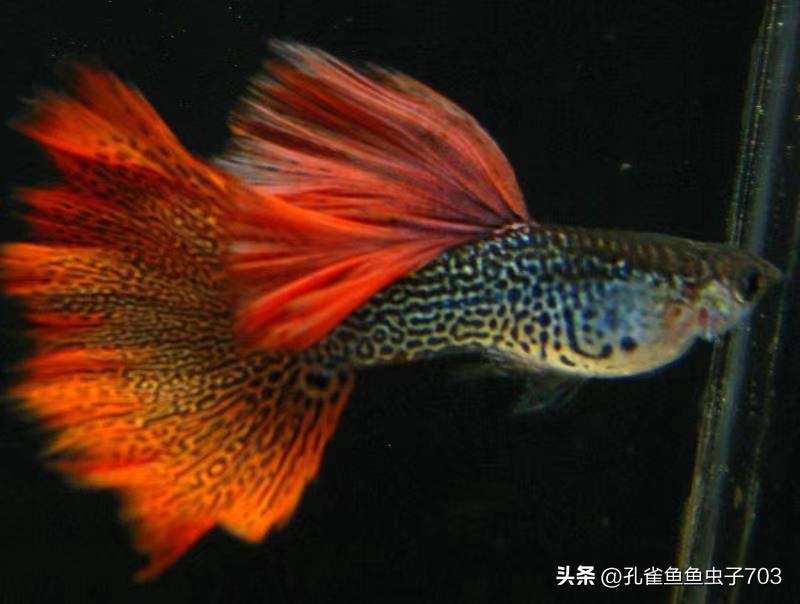 春季鱼为什么死亡如何救活,自己养的鱼无征兆死亡怎么回事