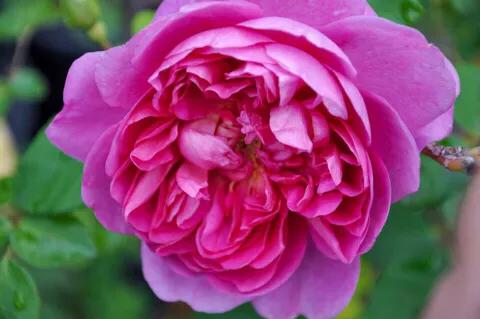 安妮公主月季优缺点,安妮公主月季耐热