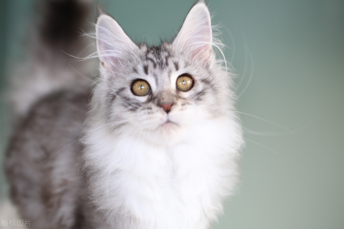 哪种猫最通人性好看又好养,猫界中最通人性的几种猫你养了吗