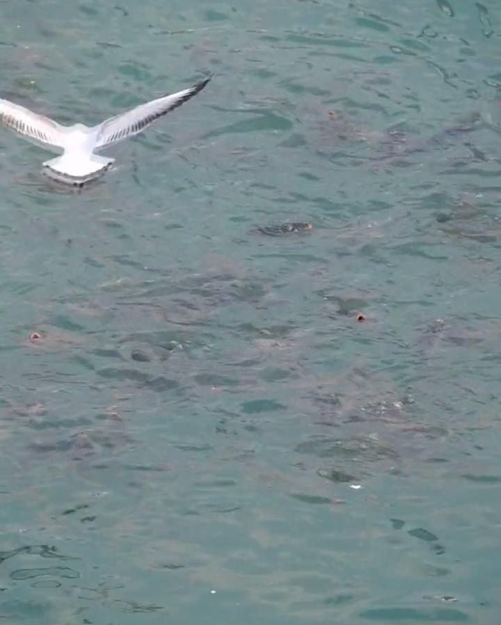 实拍合江门：成群肥硕大鱼聚集岸边，长江离鱼多成灾还有多远？