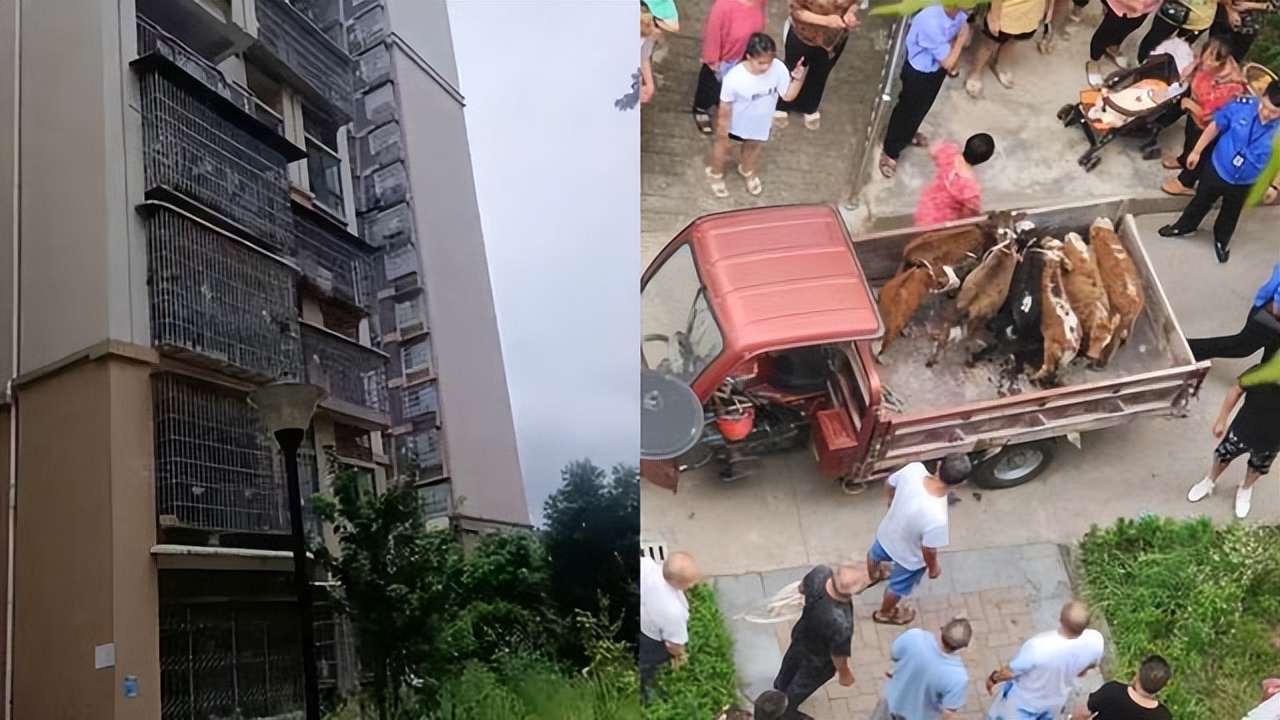 农村邻居养牛气味难闻找哪里解决,居民在阳台养牛被投诉