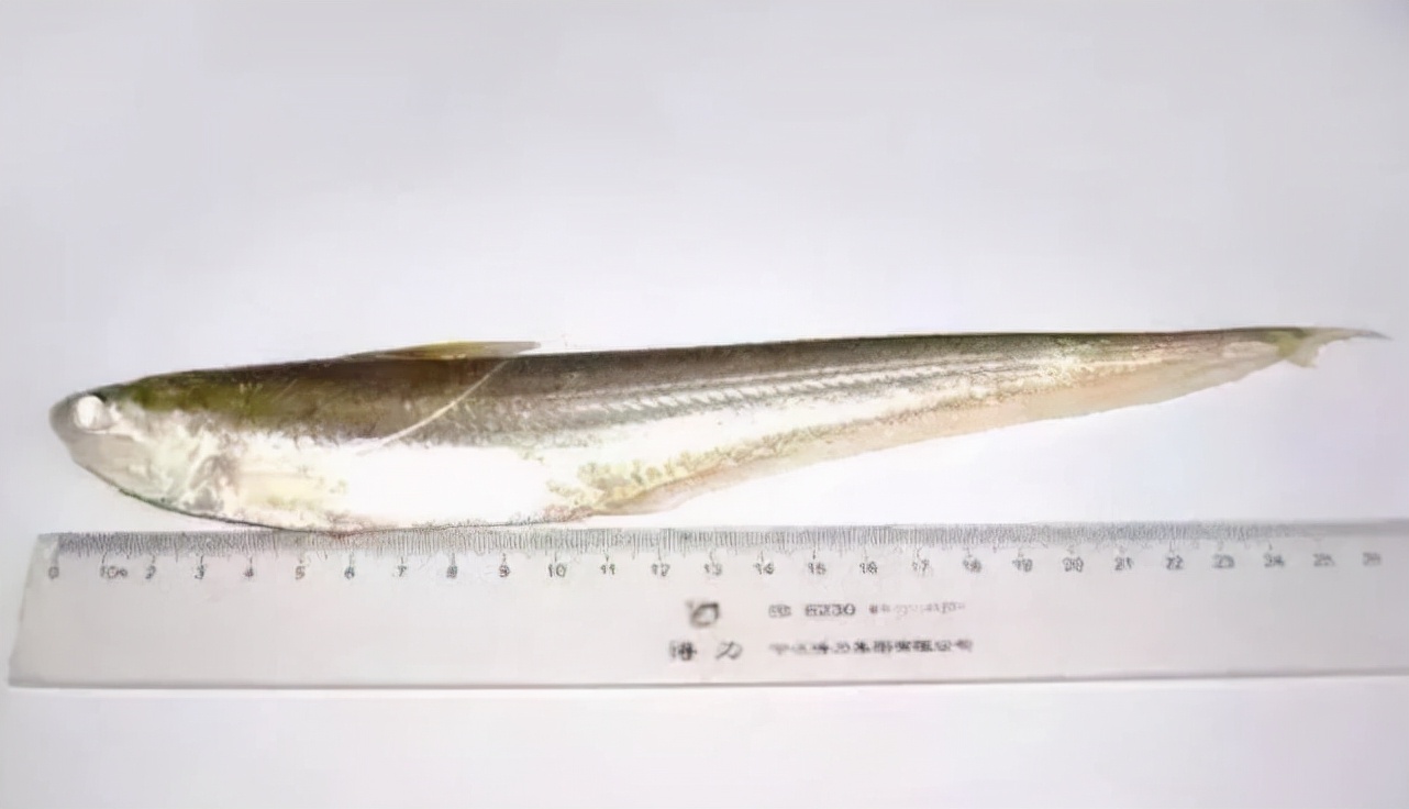 十年禁渔看长江鱼群物种更多样,长江禁渔仅两年就鱼群翻涌