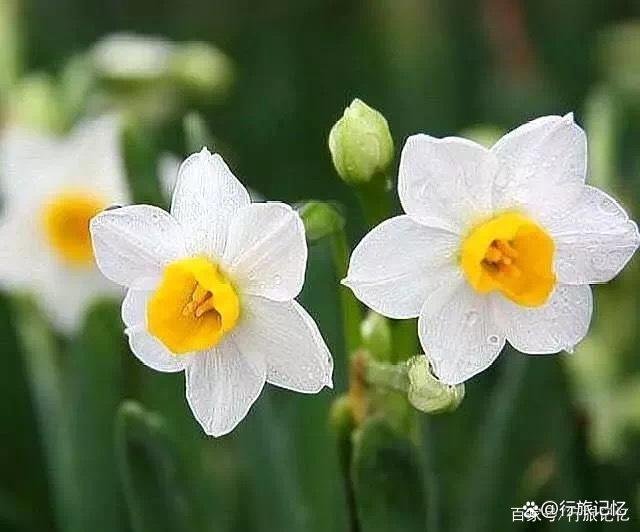 水仙知识大全,关于水仙的东西