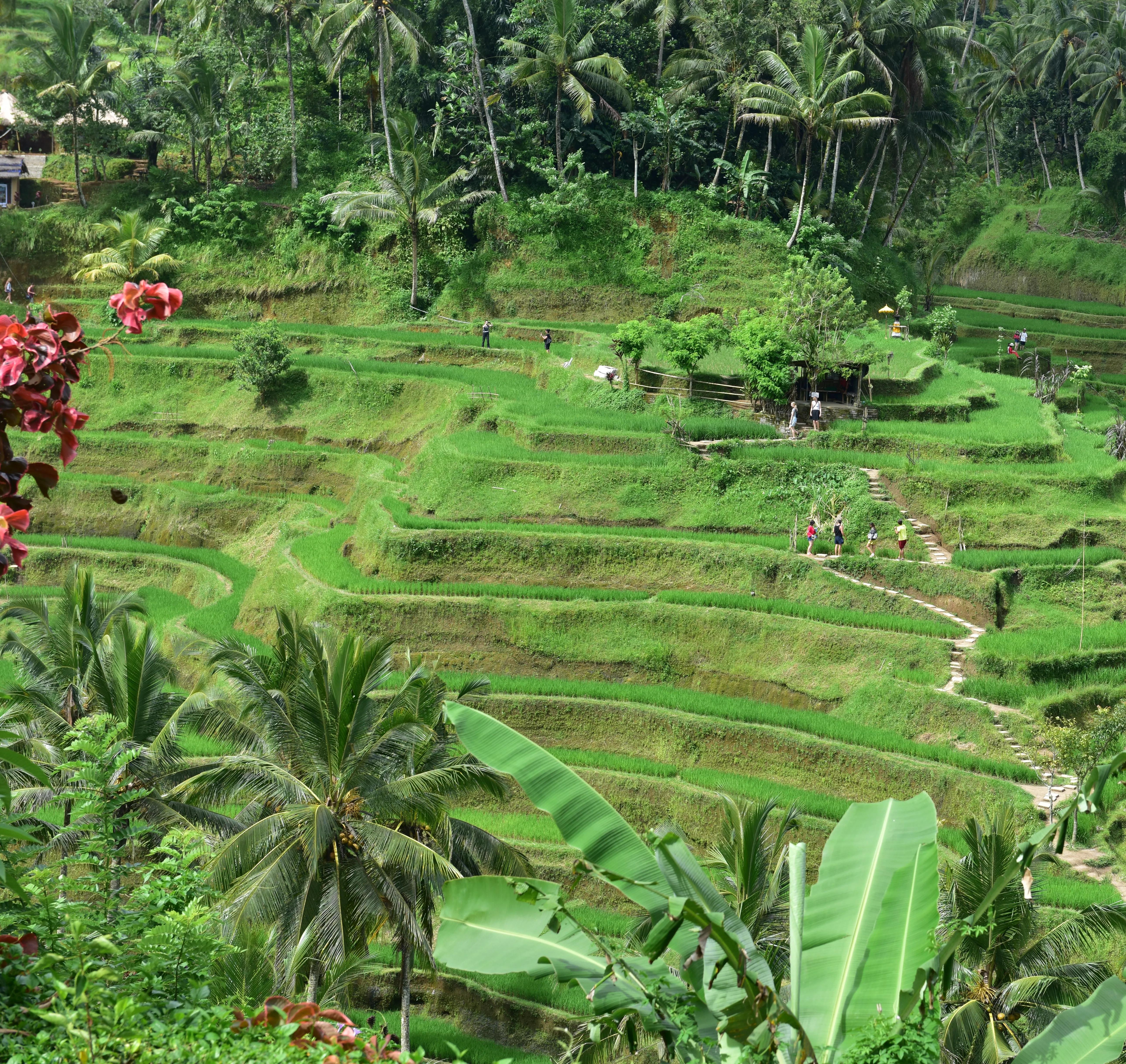 我的印象中的巴厘岛,巴厘岛心中的巴厘岛