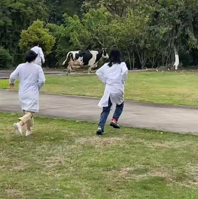 谁的毕业论文在乱跑啊,谁的毕业论文在乱跑