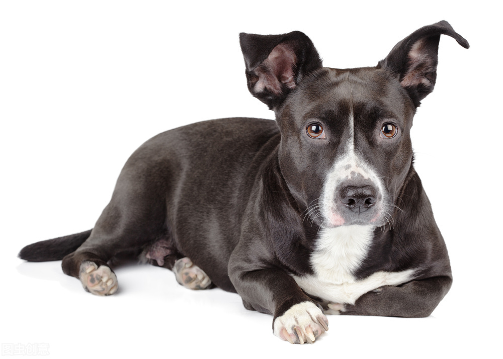 脾气好到爆的六种狗狗你喜欢哪种,狗狗的五个特征你家里有没有