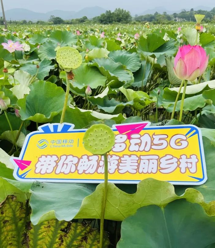 盘点大型撸熊猫现场,大型撸熊猫现场满屏尽是圆滚滚