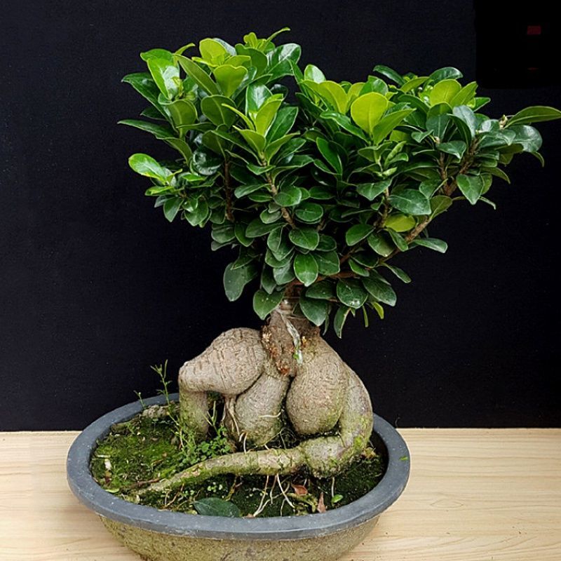 老话“客厅有树，十有九富”，不是迷信，还是有些科学依据的