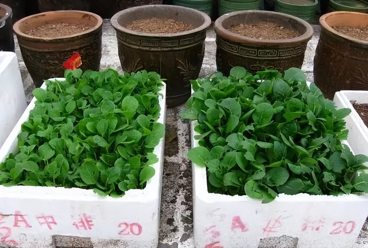 阳台种菜的方法和技巧大全集,阳台种菜的方式和技巧