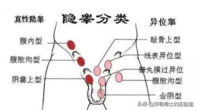 为什么动物要做绝育手术,动物绝育是取子宫吗