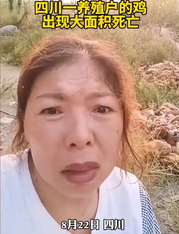 高温停电养殖户鸡被热死视频,高温养鸡场死鸡现场