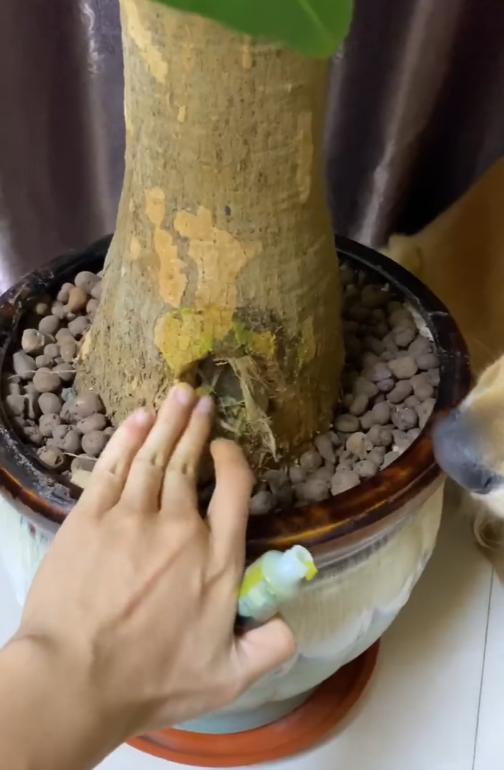 网红金毛coco到底是得了什么病,金毛coco离世原视频