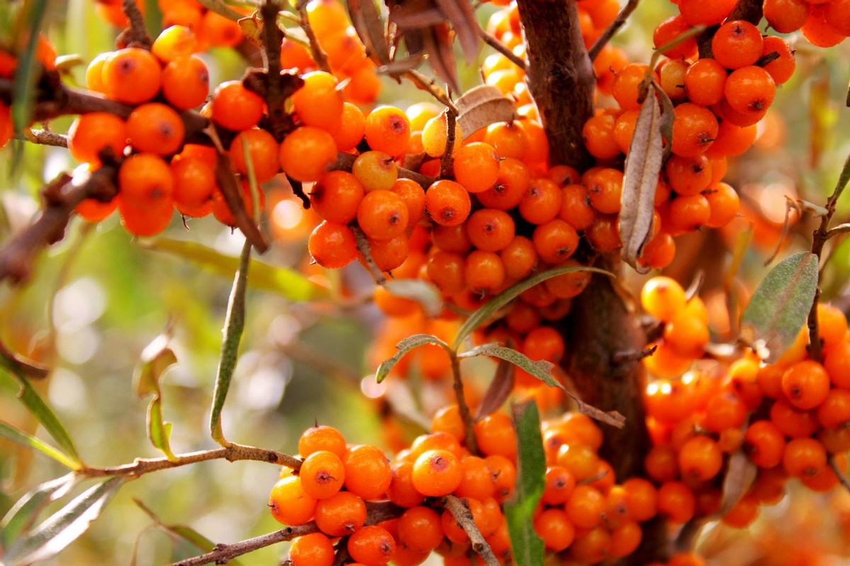 沙棘饮品无添加,沙棘饮品