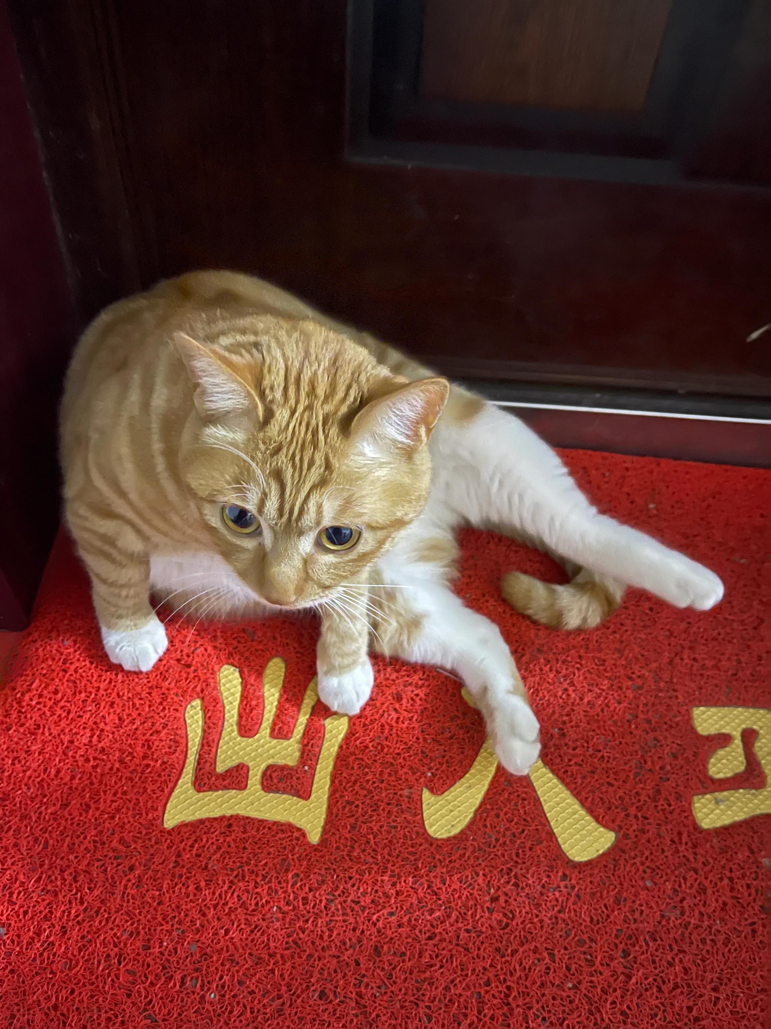 猫咪怎么养才能变成小奶猫,猫咪养不了了怎么安排去处