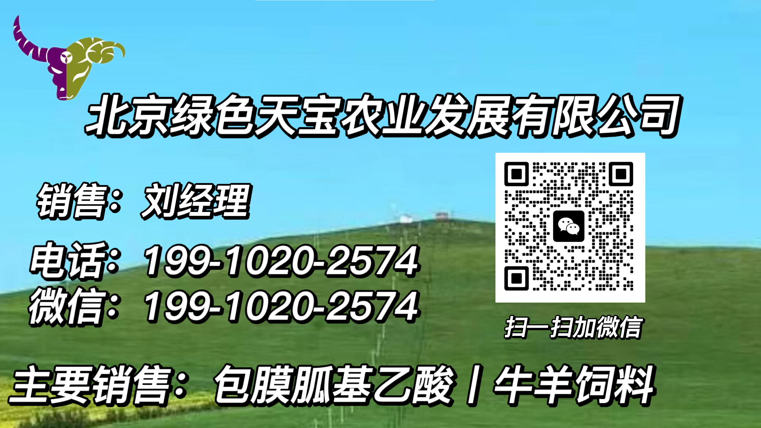 牛羊喂干草好，还是青草好，如何让牛羊吃饱？