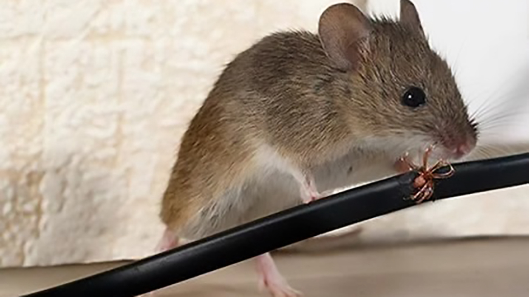 老鼠的报复性有多强,老鼠为什么会遇到威胁咬死同类