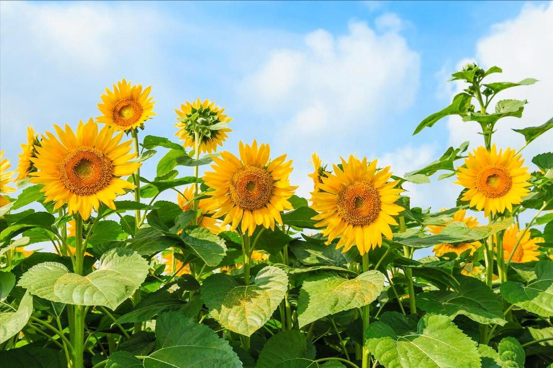 2023三伏艾灸时间表,2020三伏时间表三伏必备知识